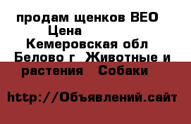 продам щенков ВЕО › Цена ­ 15 000 - Кемеровская обл., Белово г. Животные и растения » Собаки   